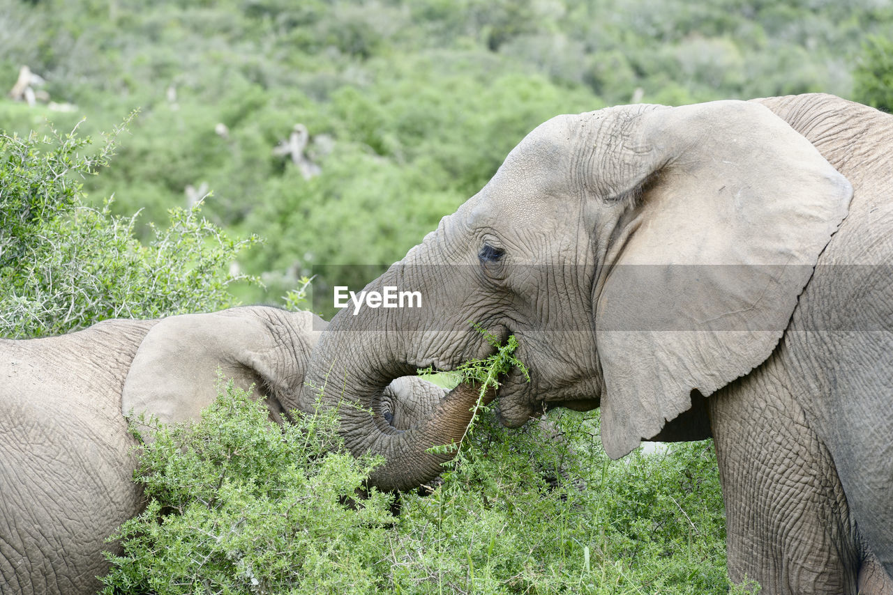 Elephants standing amidst plants