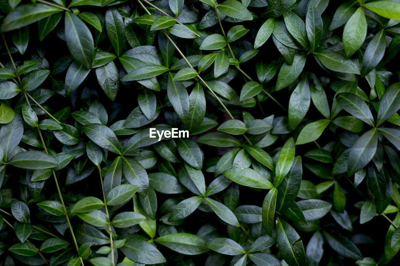 Full frame shot of leaves