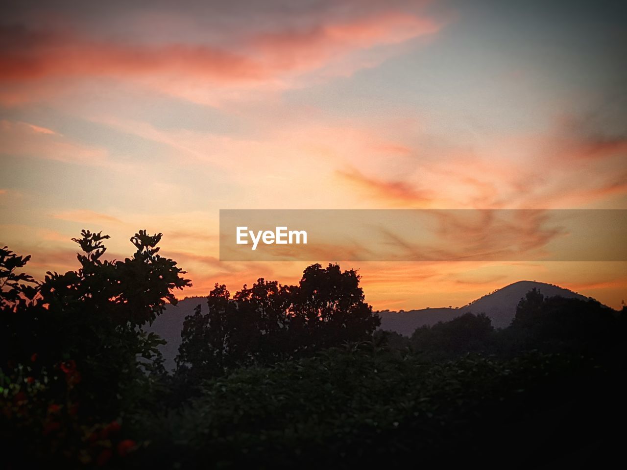 SCENIC VIEW OF SILHOUETTE TREES AGAINST ORANGE SKY