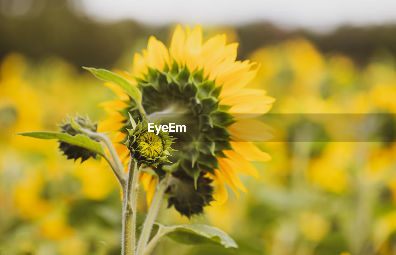 CLOSE-UP OF YELLOW FLOWERING PLANT