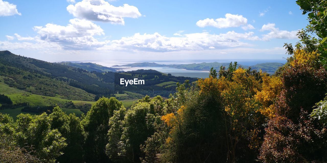 Panoramic shot of trees on landscape against sky