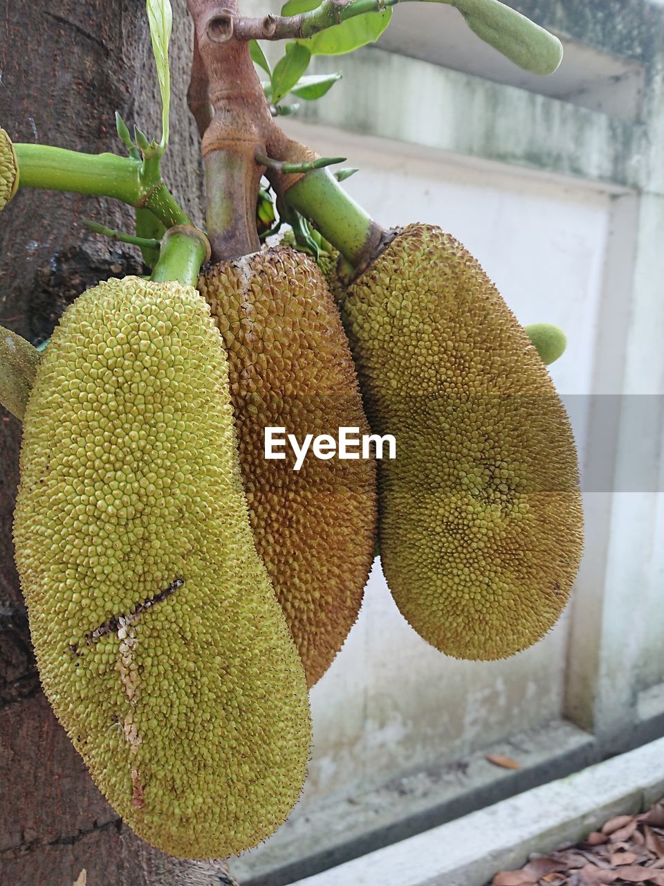 CLOSE-UP OF FRUITS ON PLANT