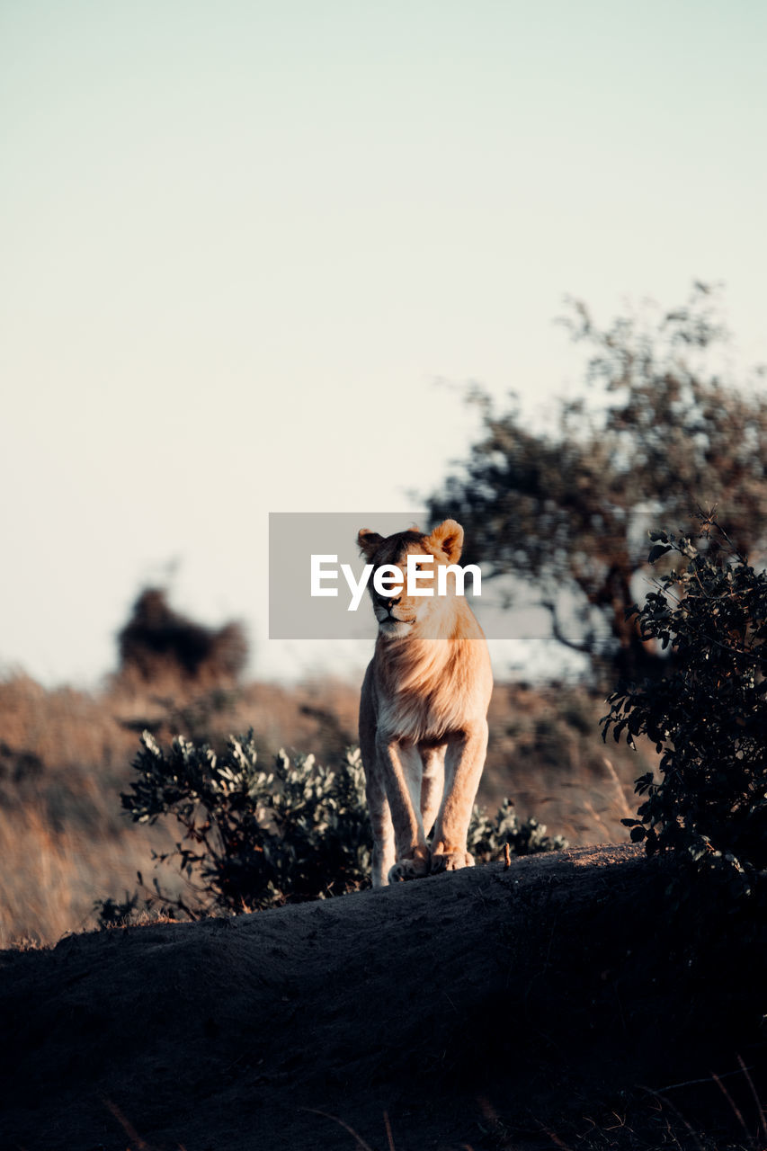 LION LOOKING AWAY ON FIELD