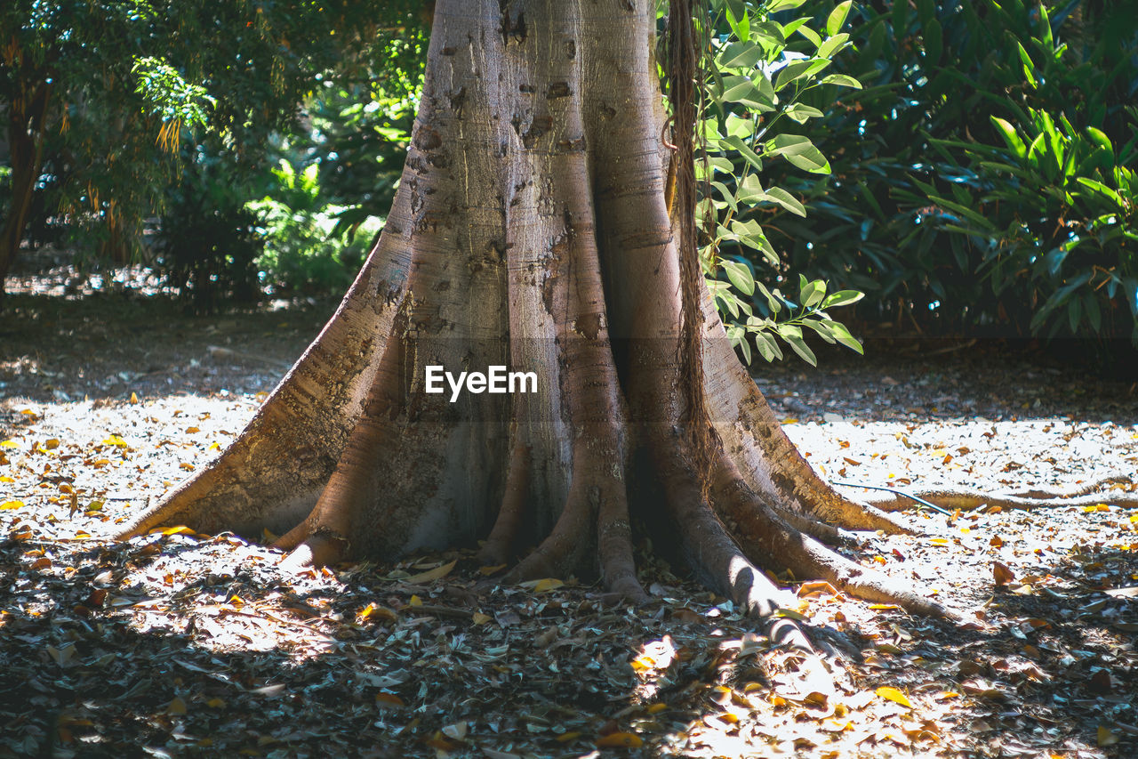 Close-up of tree roots in forest