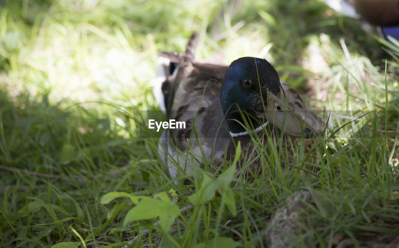 CLOSE-UP OF A BIRD