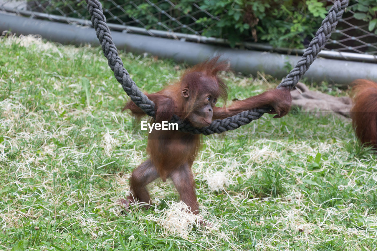 Close-up of monkey infant playing with rope at zoo