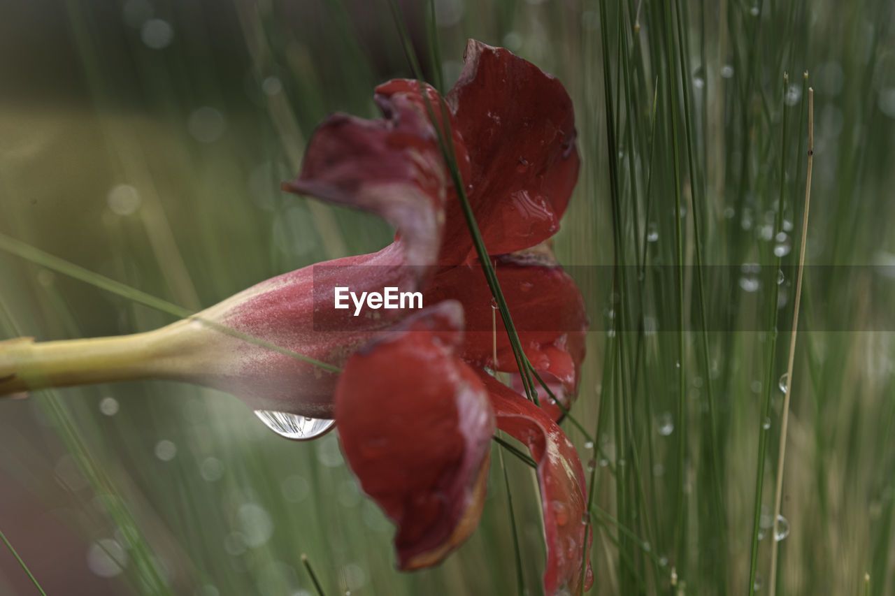 Close-up of wet red flower in rainy season