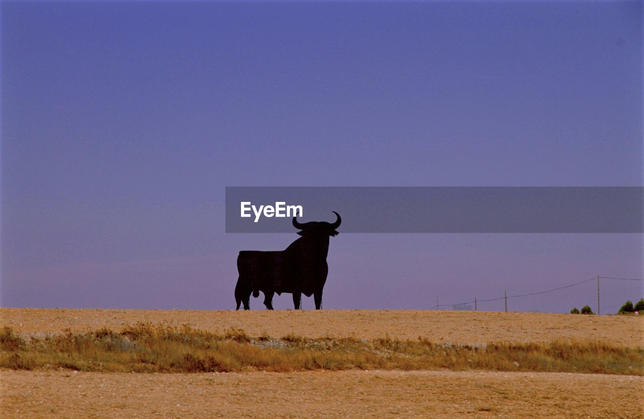 animal, animal themes, mammal, animal wildlife, domestic animals, sky, one animal, grassland, landscape, wildlife, bull, no people, nature, plain, prairie, environment, land, standing, cattle, livestock, clear sky, day, outdoors, copy space, grass, full length, side view, steppe
