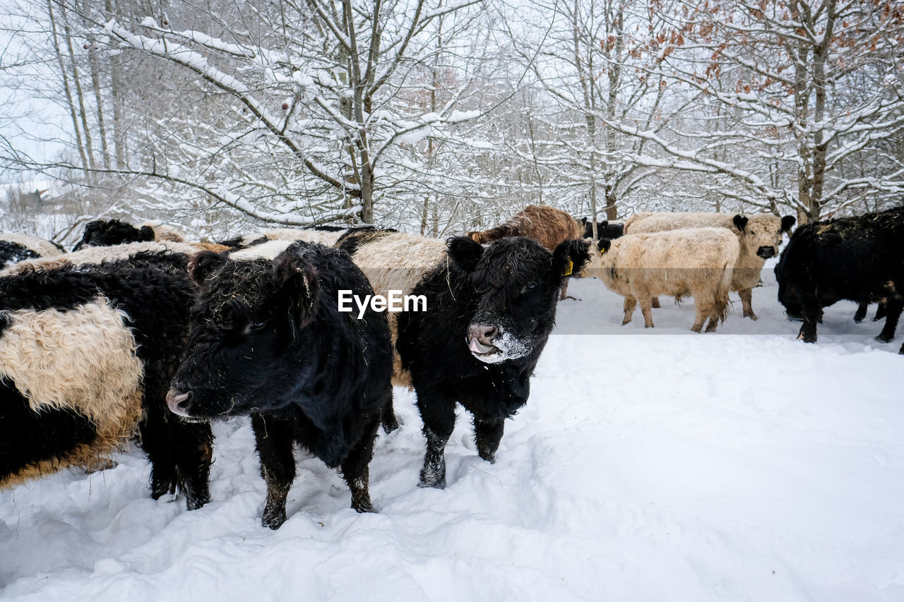 goats on snow covered field