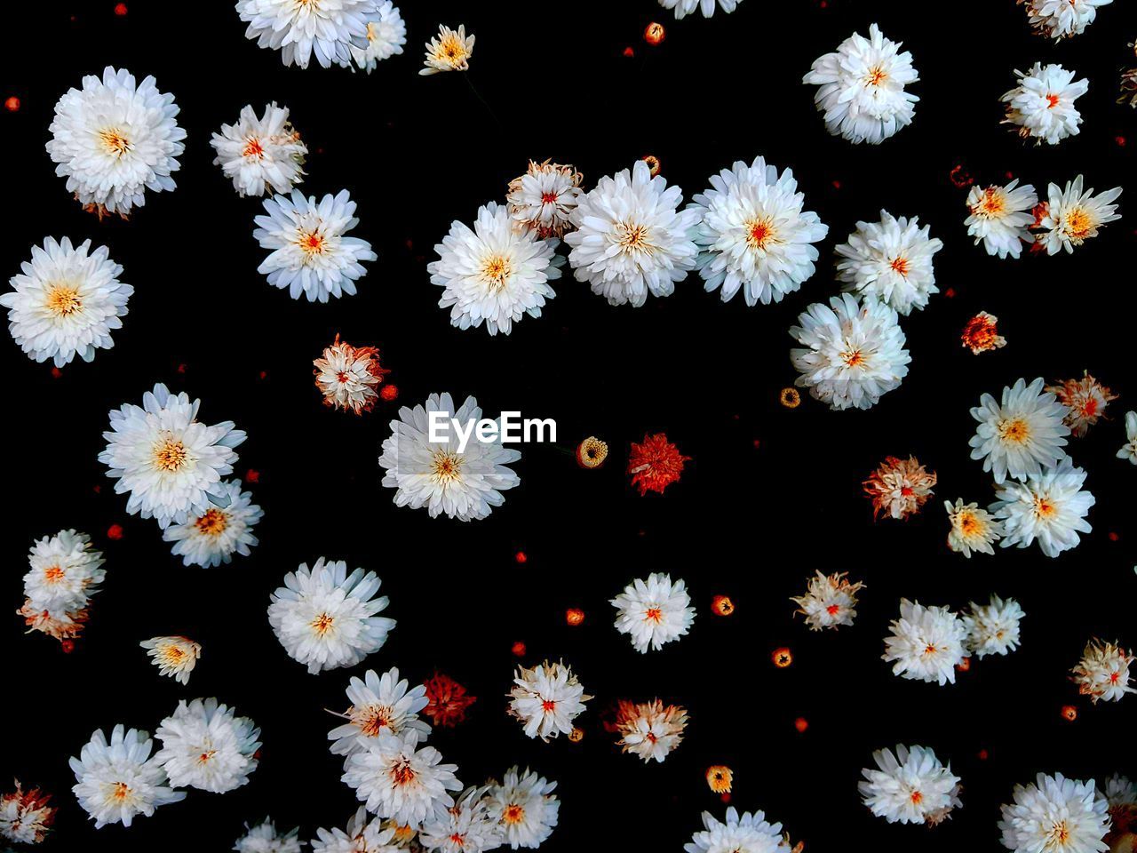 CLOSE-UP OF FLOWERS AGAINST BLACK BACKGROUND