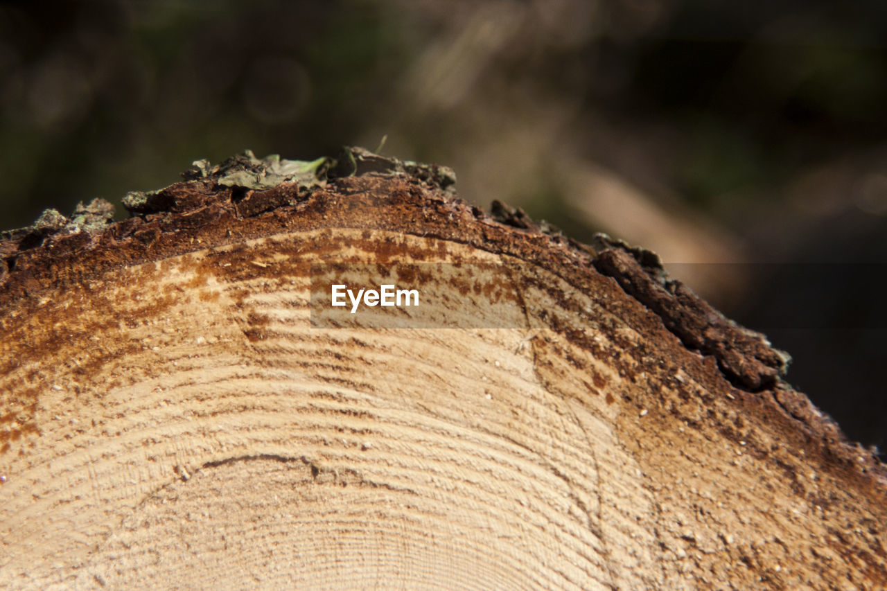 CLOSE-UP OF OWL ON TREE TRUNK