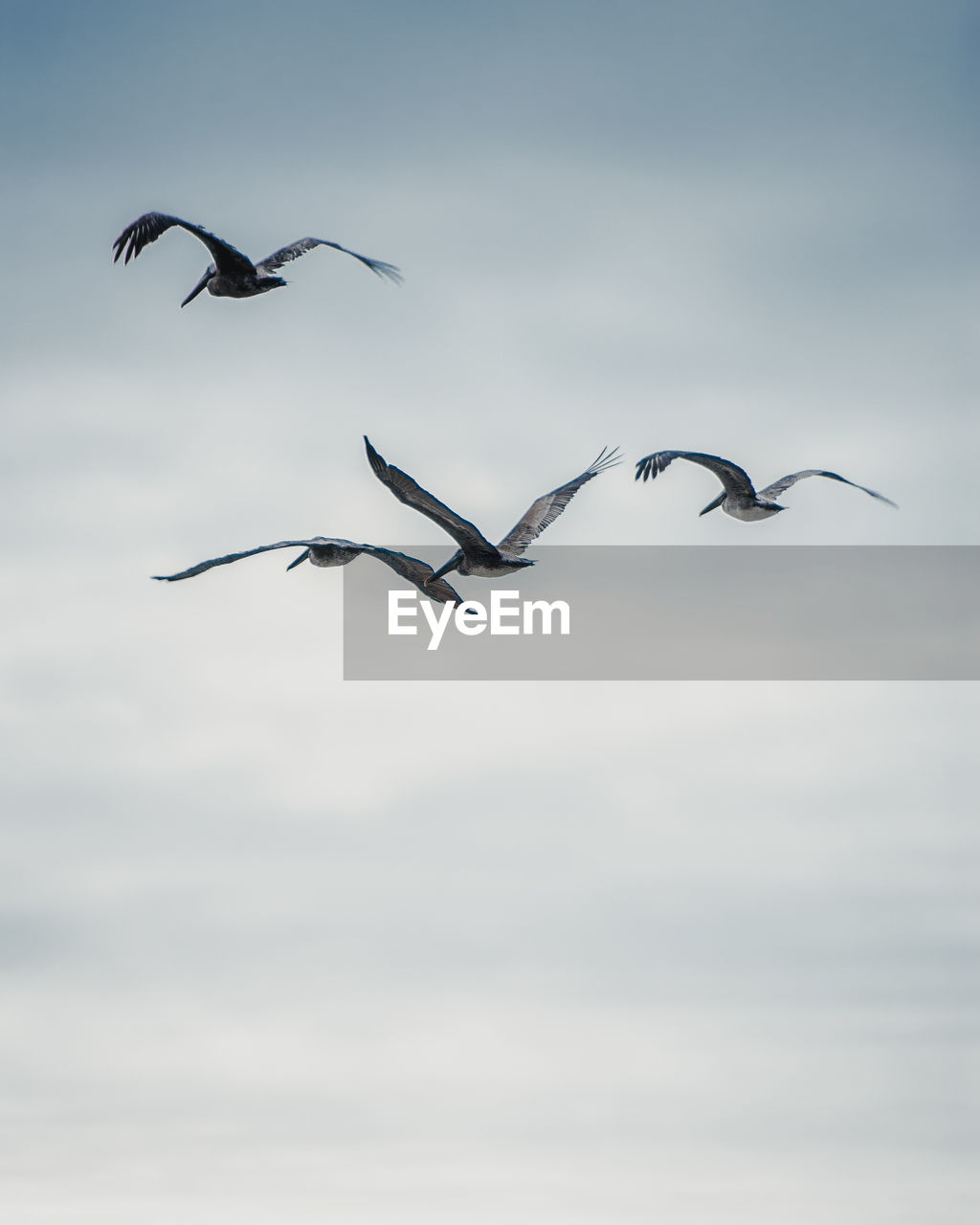 Low angle view of birds flying in sky