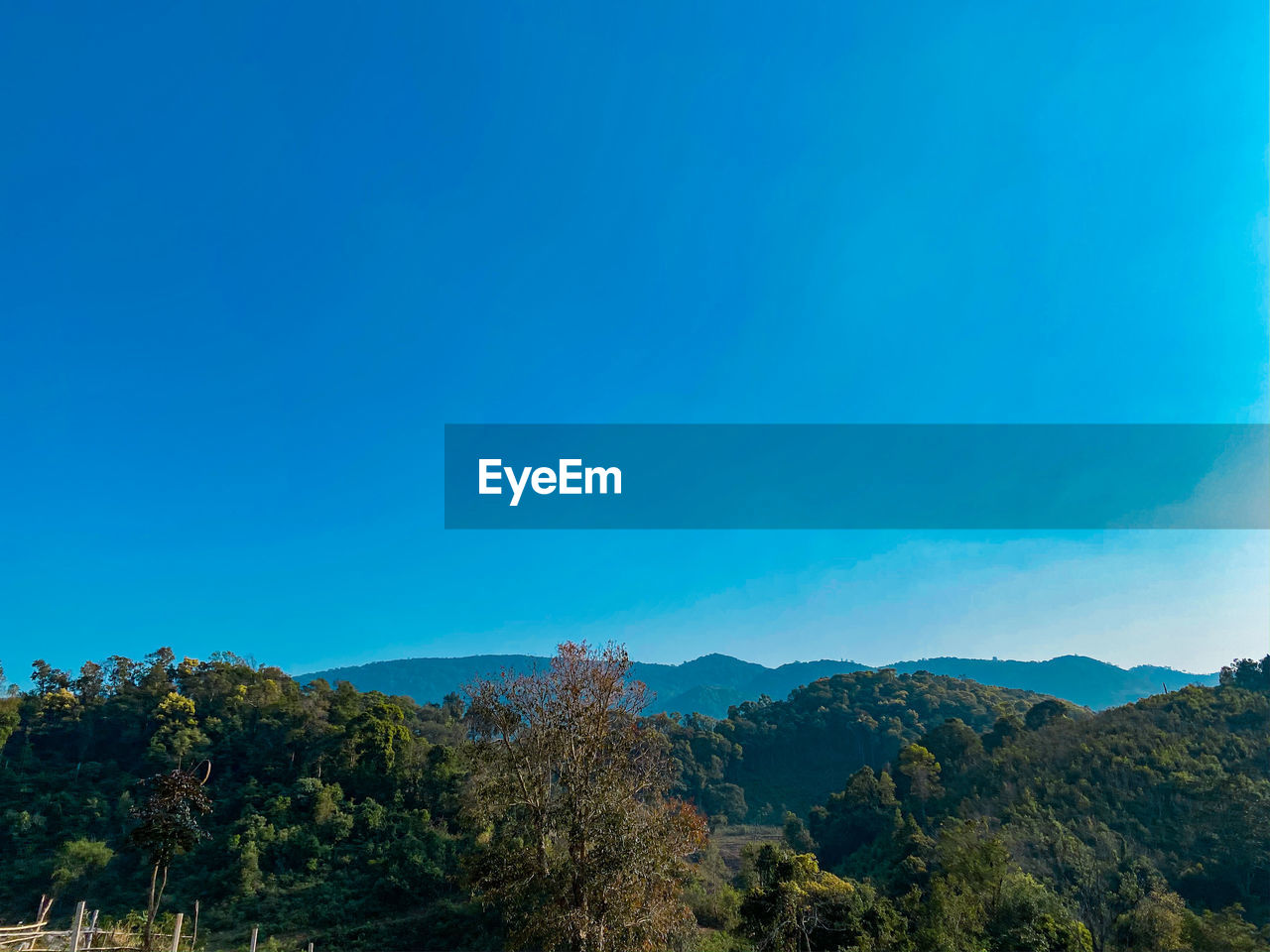 Scenic view of forest against clear blue sky