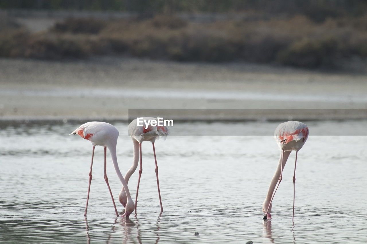 animal themes, animal, animal wildlife, flamingo, wildlife, bird, water, group of animals, pink, nature, no people, water bird, sea, travel destinations, full length, day, beauty in nature, outdoors, animal body part, focus on foreground, wading, two animals, side view, beak, eco tourism