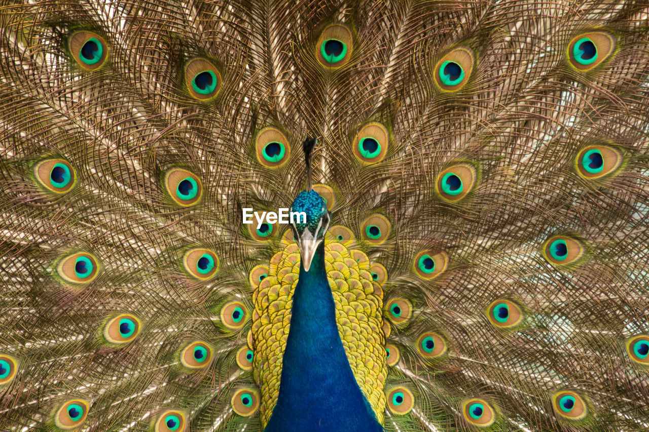 Peacock shows off his tail