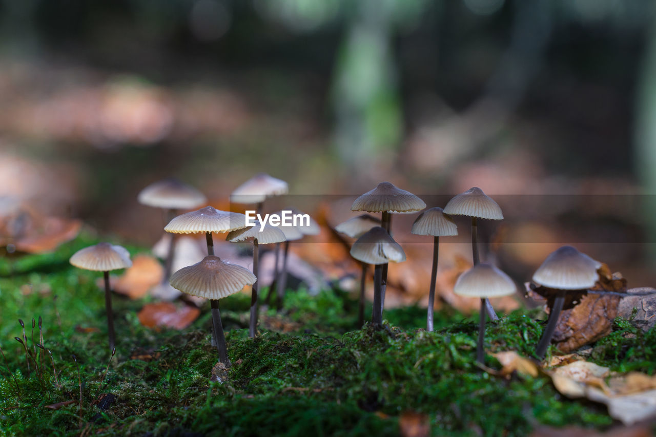 Close-up of mushrooms on field