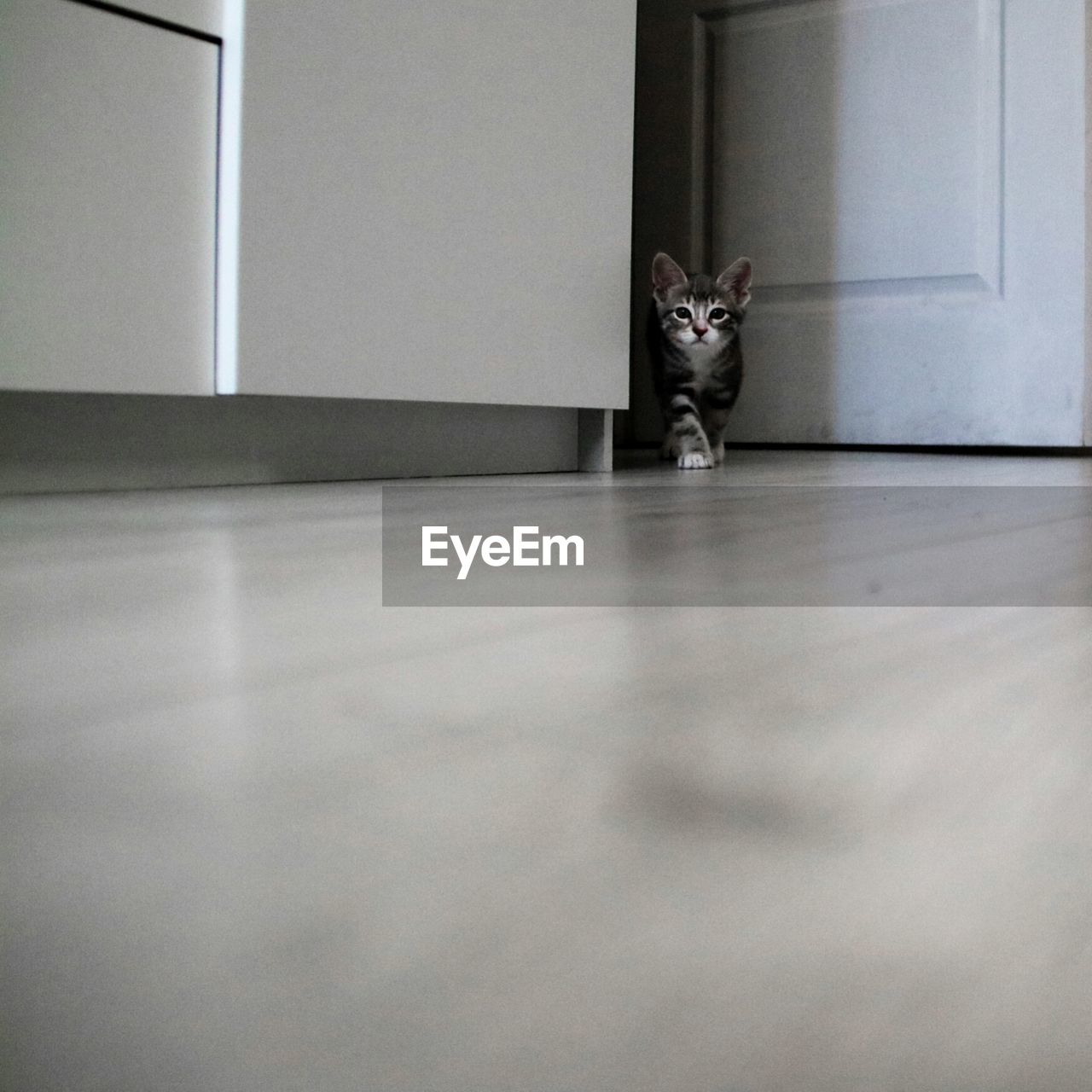 CAT SITTING ON FLOOR AT HOME