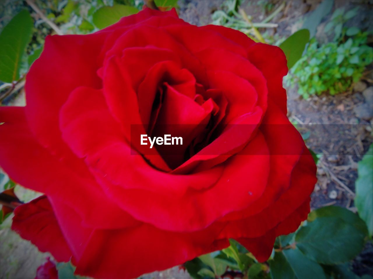 CLOSE-UP OF RED ROSES