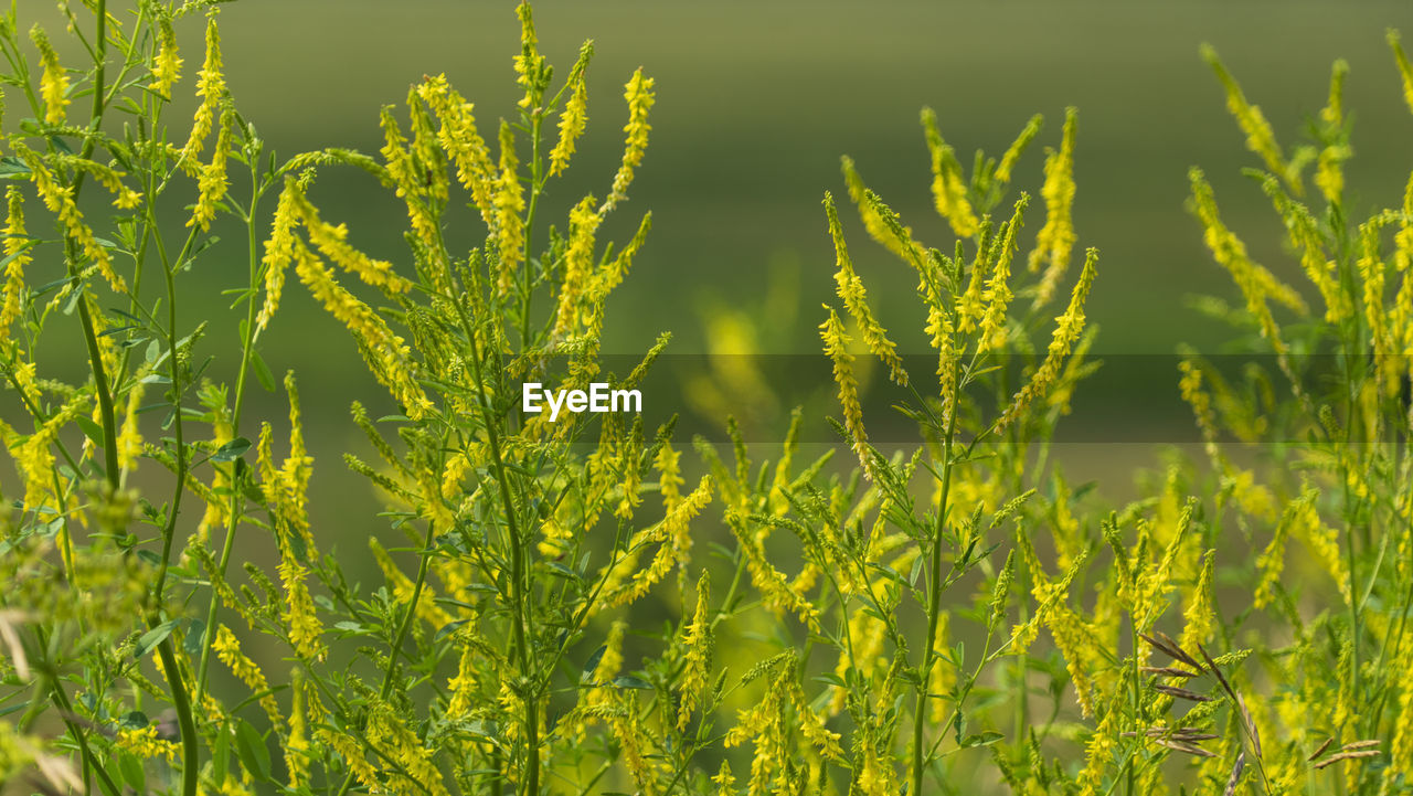 CLOSE-UP OF CROPS ON FIELD