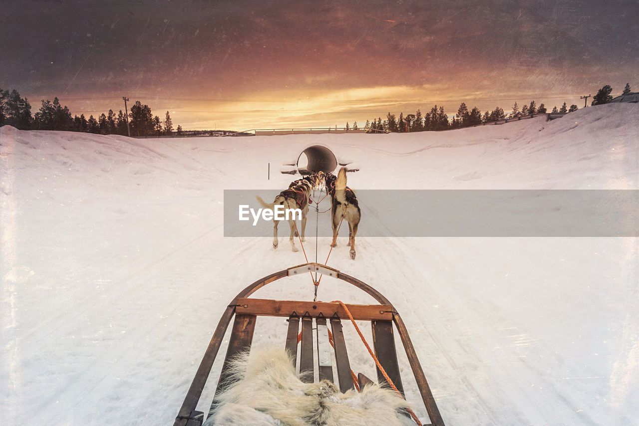 Rear view of dogs running with sledge on snow covered field against sky during sunset