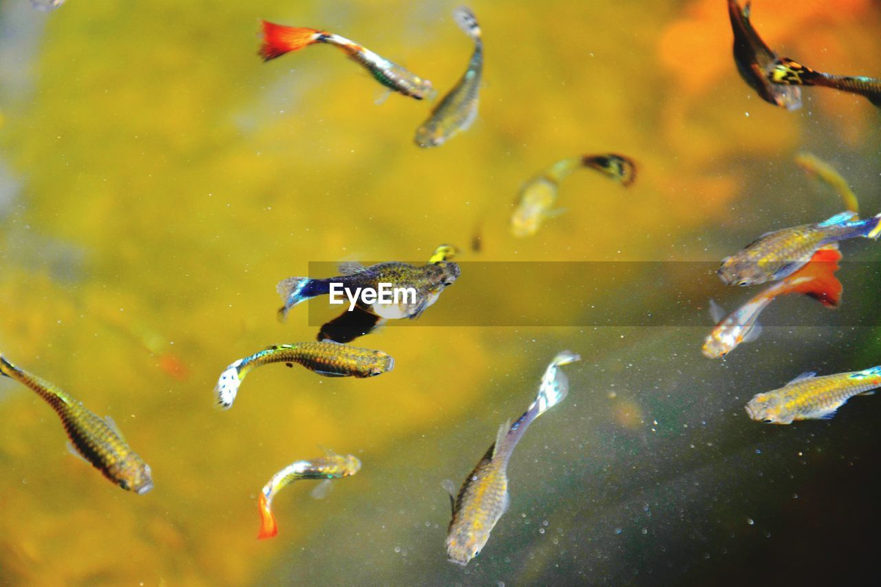 High angle view of fishes swimming in sea