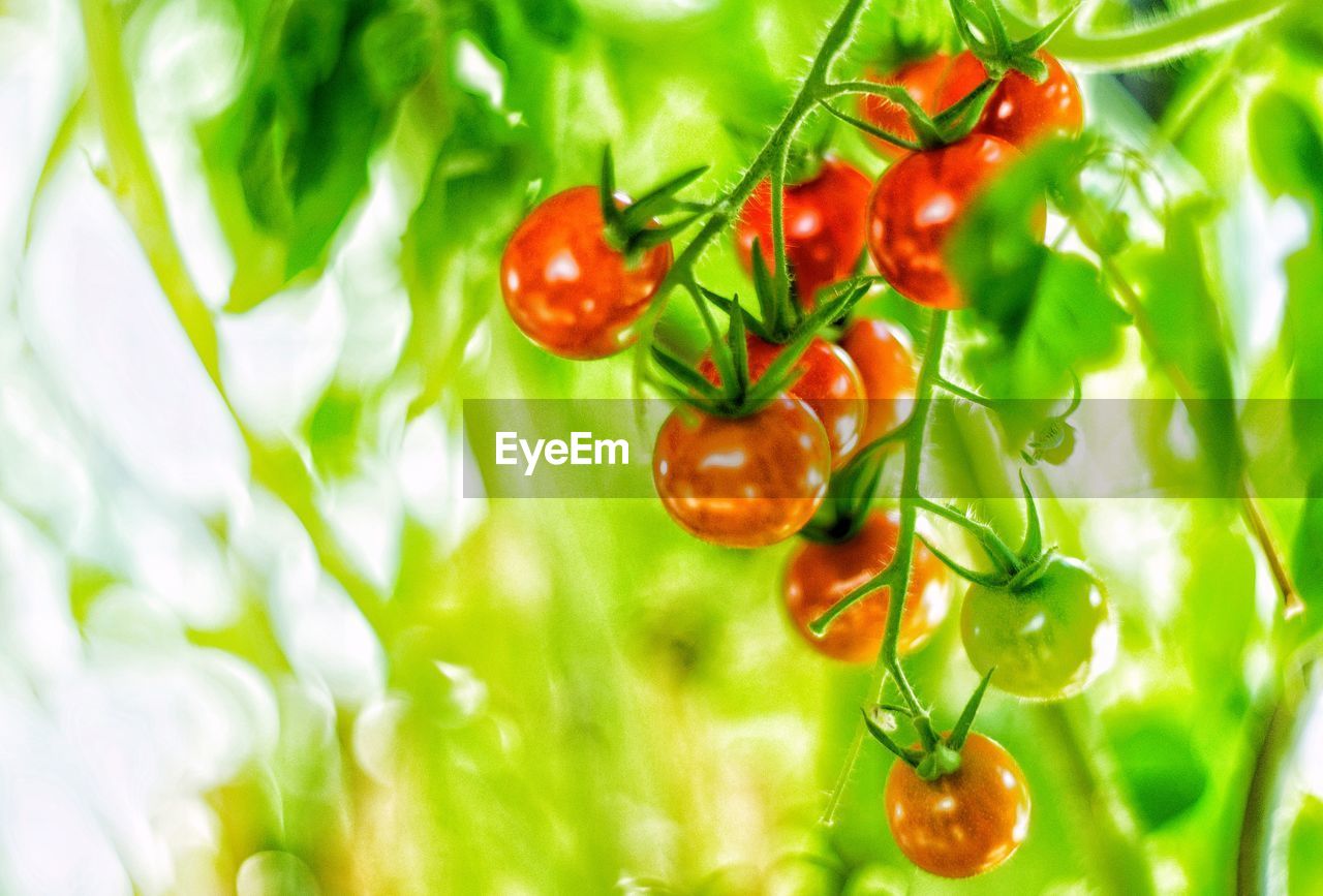 CLOSE-UP OF FRESH VEGETABLES ON PLANT