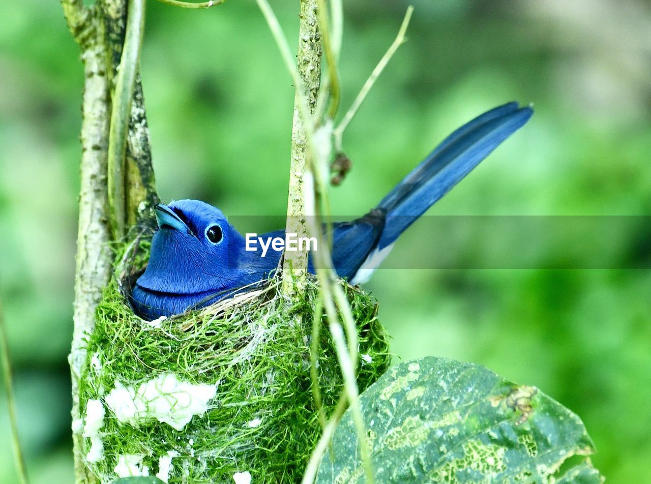 CLOSE-UP OF A BUTTERFLY ON LEAF