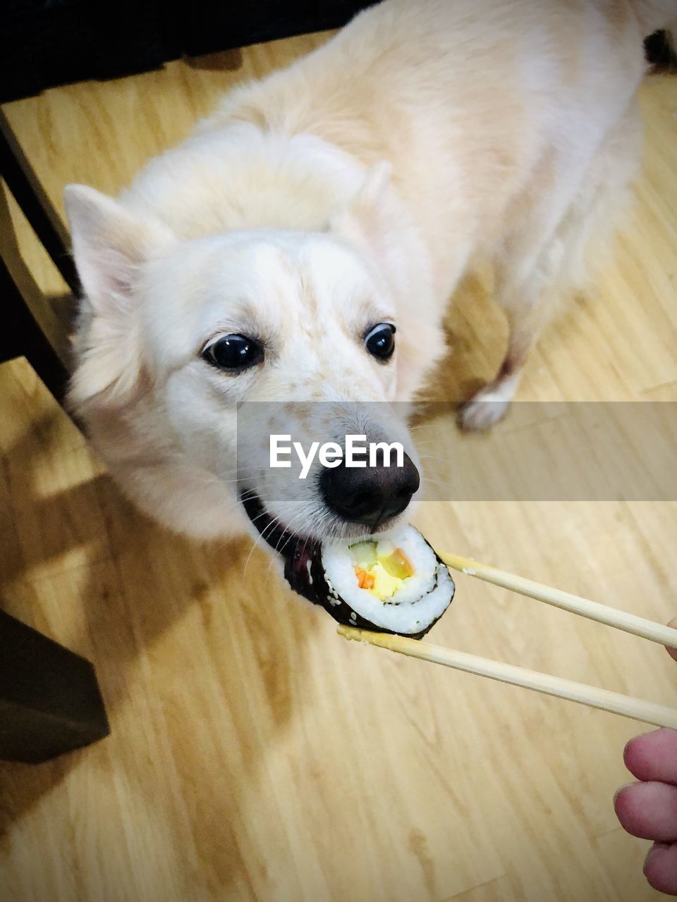 HIGH ANGLE VIEW OF PERSON EATING DOG ON FLOOR