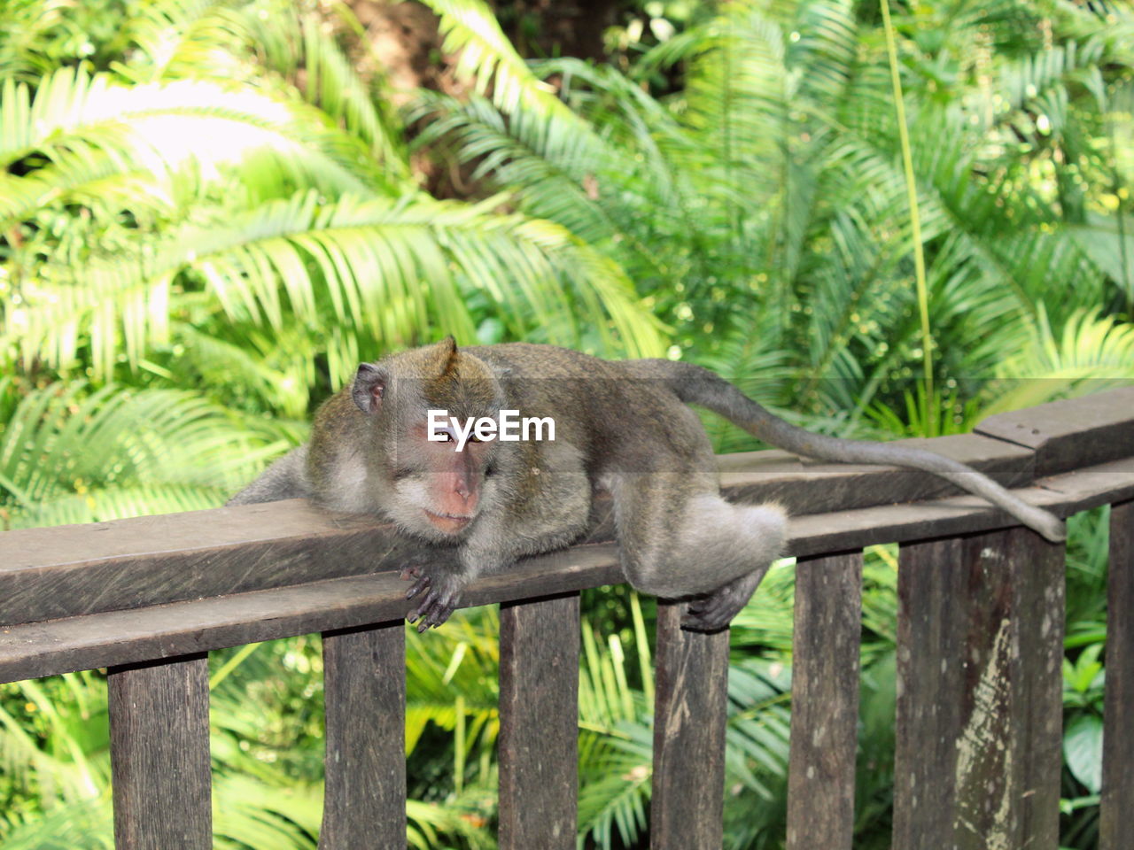 Balinese long-tailed macaque in sacred ubud monkey forest