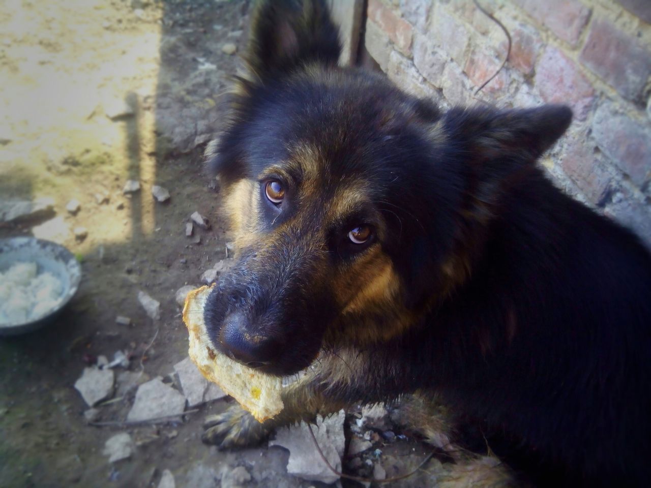 DOG WITH DOG IN BACKGROUND