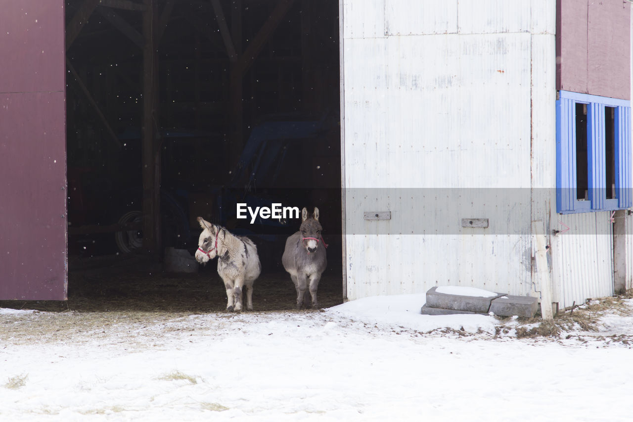 Two miniature donkeys standing in the entrance of a barn peeking out in winter