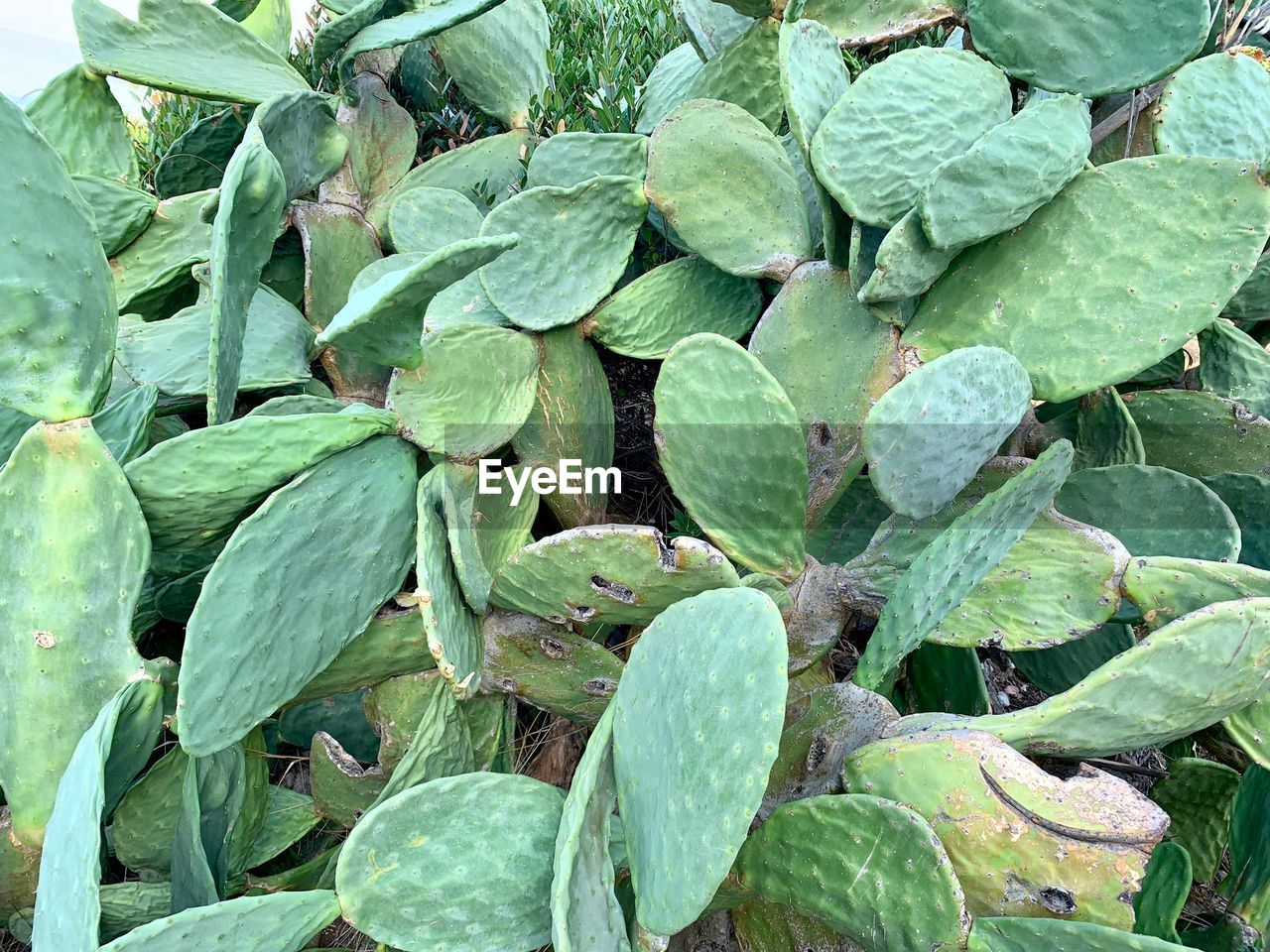 Full frame shot of fresh green leaves