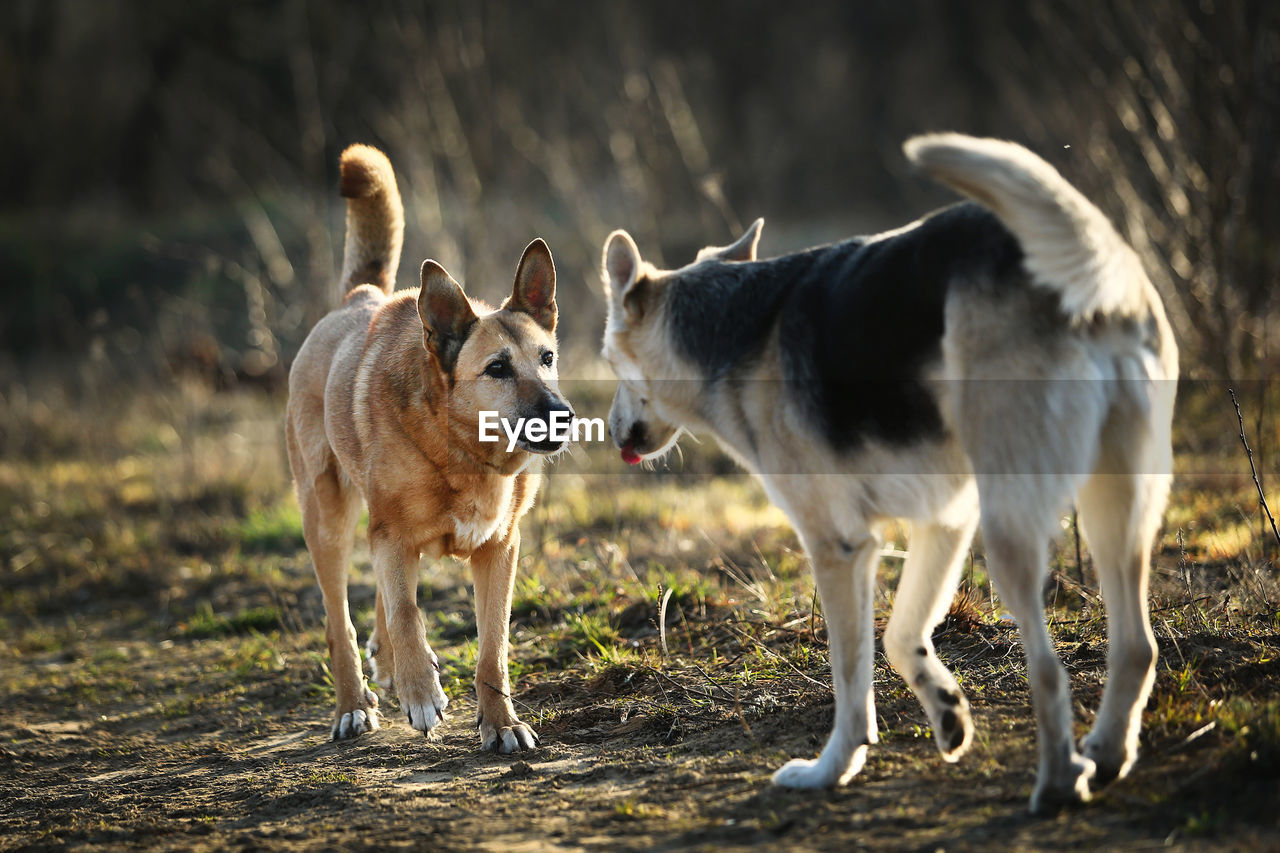 TWO DOGS ON A FIELD