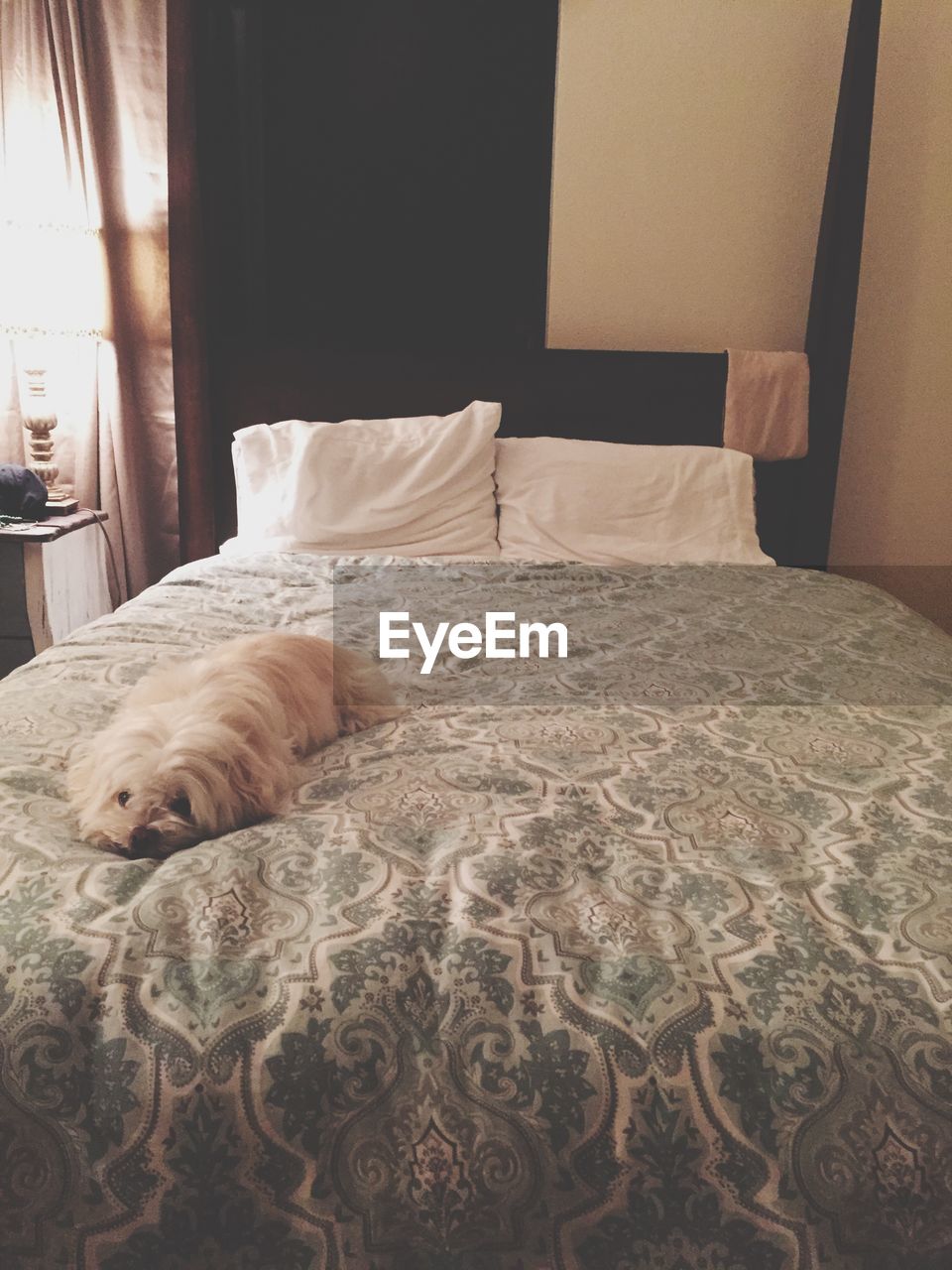 Dog lying down on bed