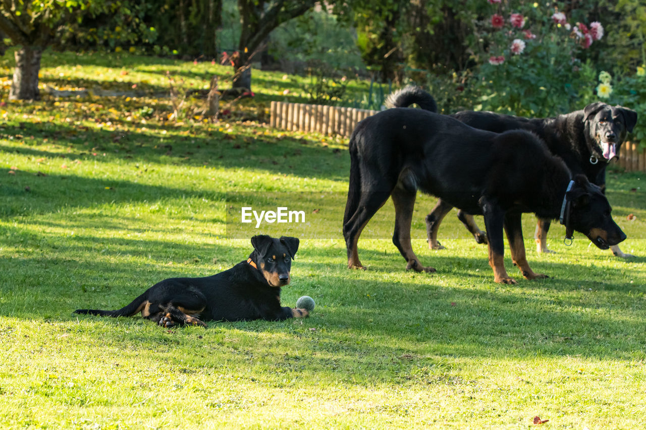 BLACK DOG IN A FARM