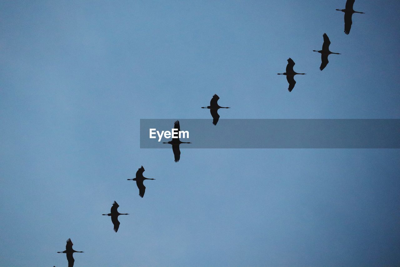 Low angle view of birds flying in sky