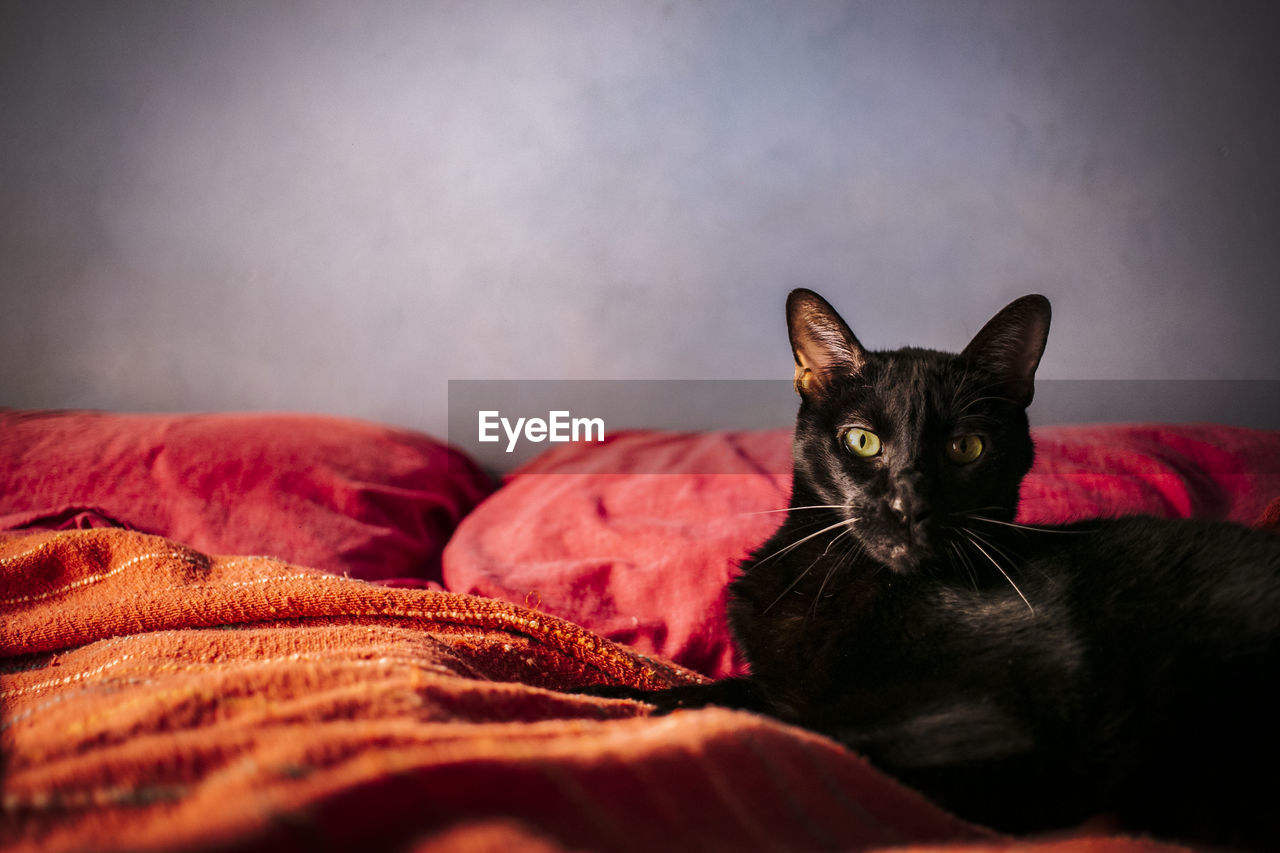 Close-up portrait of a cat