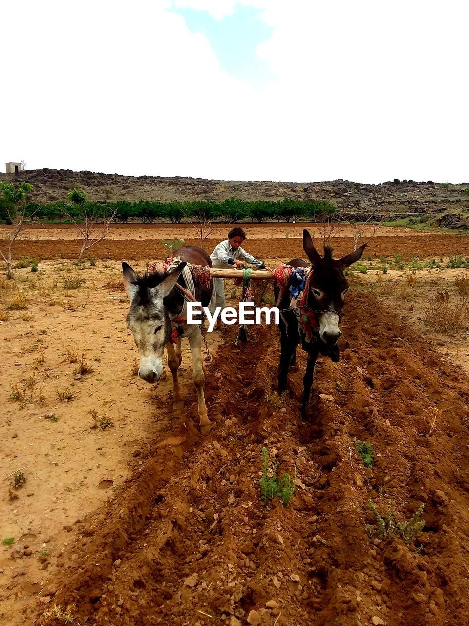 HORSE CART ON FARM