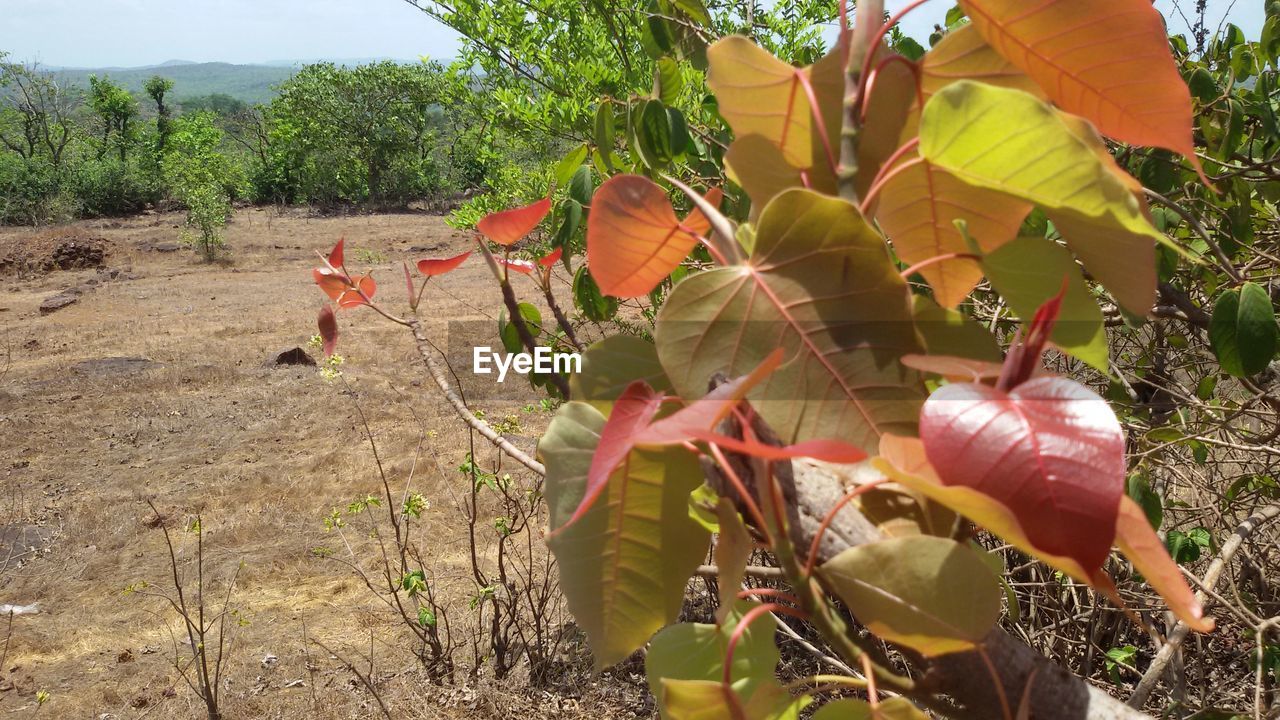 PLANTS GROWING ON FIELD