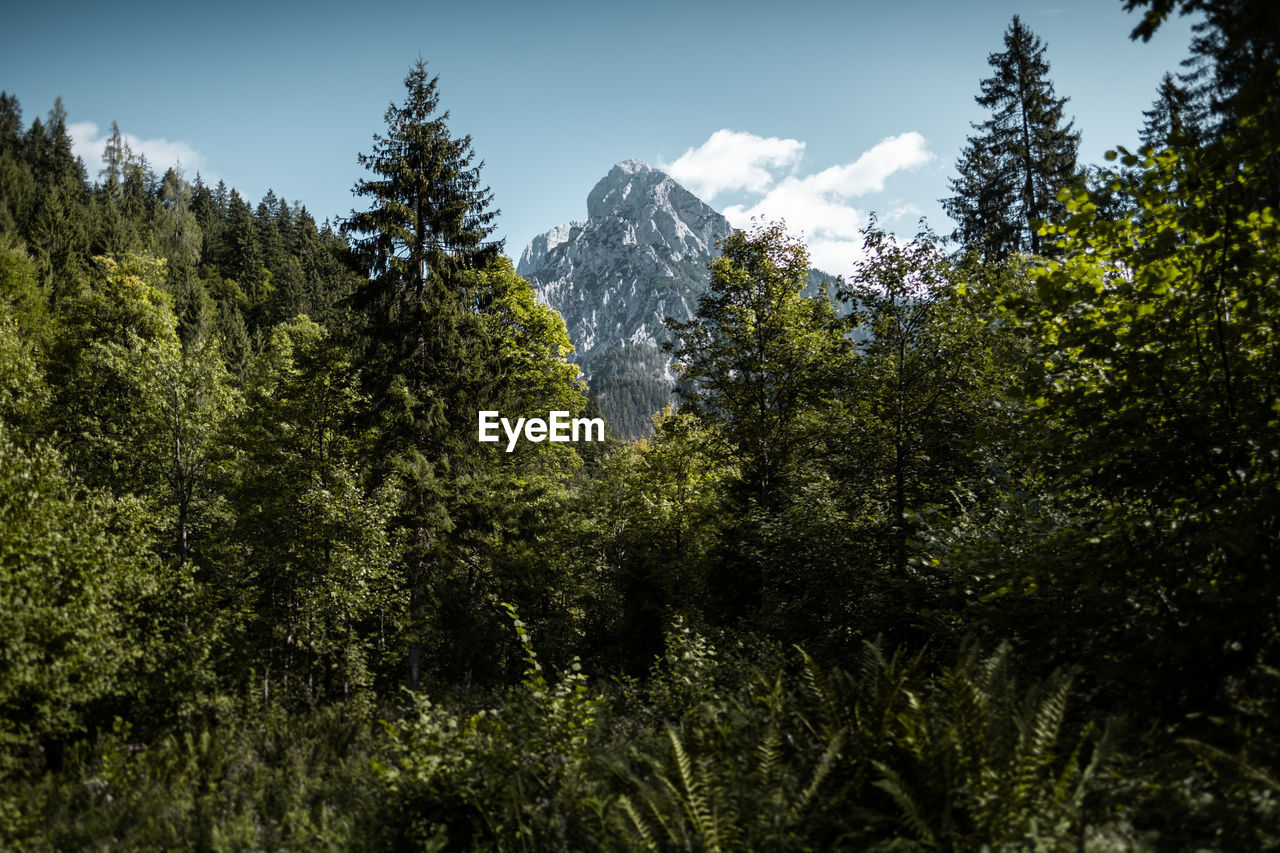 Low angle view of trees on mountain against sky