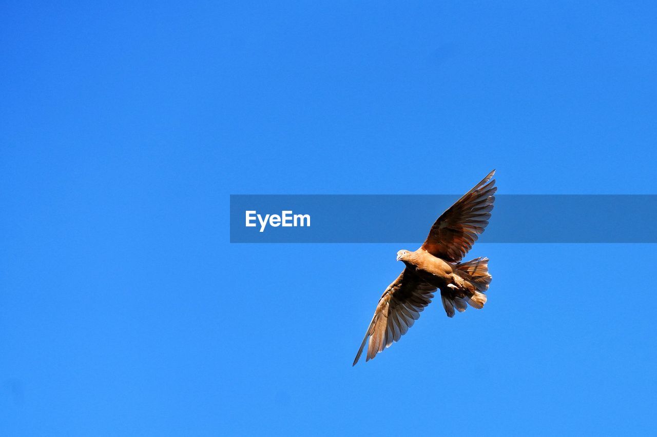 LOW ANGLE VIEW OF BIRD FLYING IN SKY