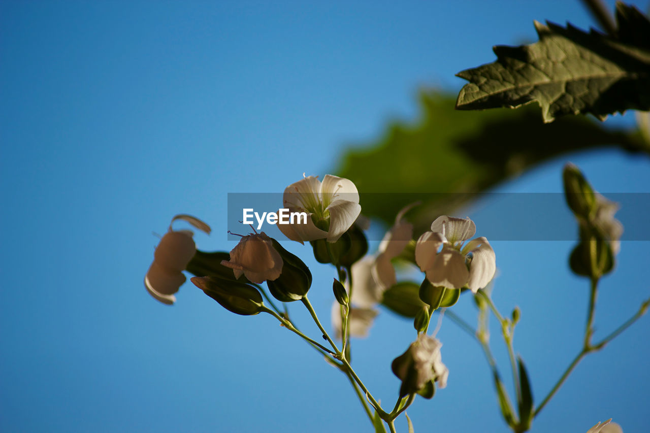 Low angle view of flowering plants against blue sky