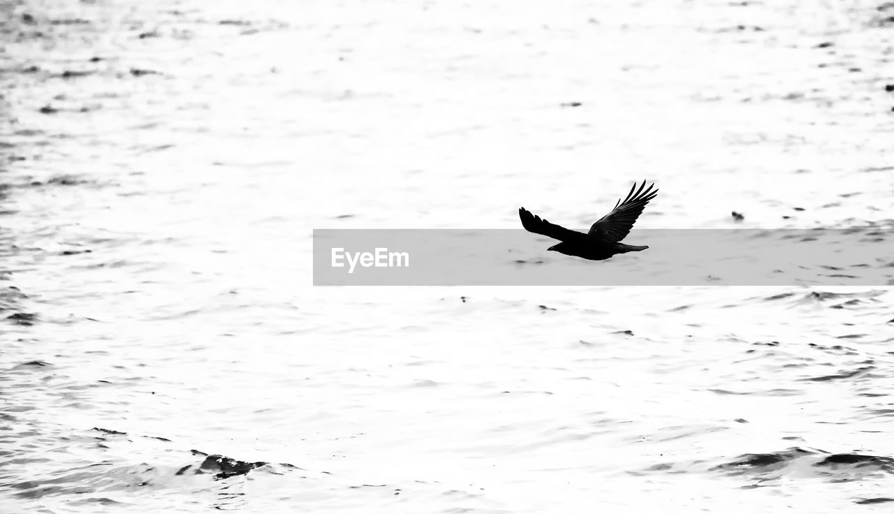 SEAGULL FLYING OVER SEA