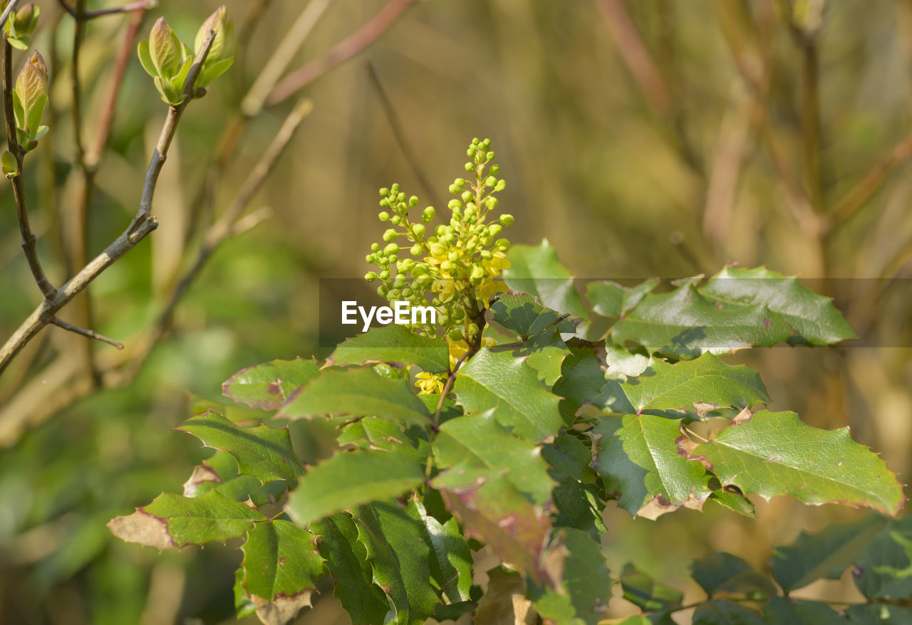 CLOSE-UP OF GREEN PLANT