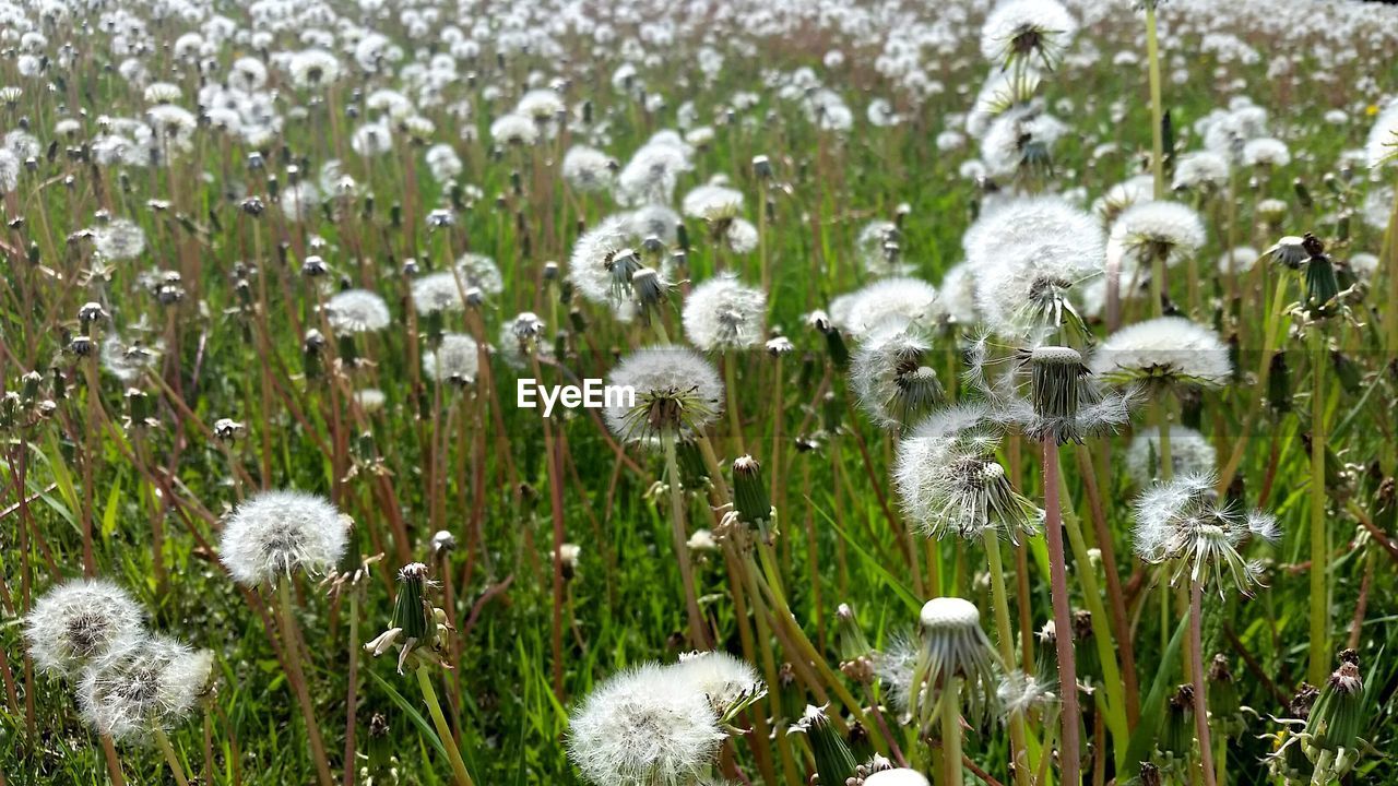 Dandelions in field