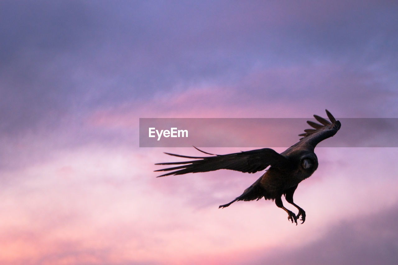 Raven in motion
