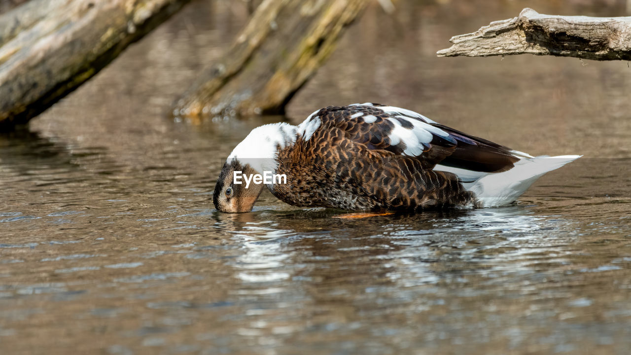 Duck drinking water in a lake