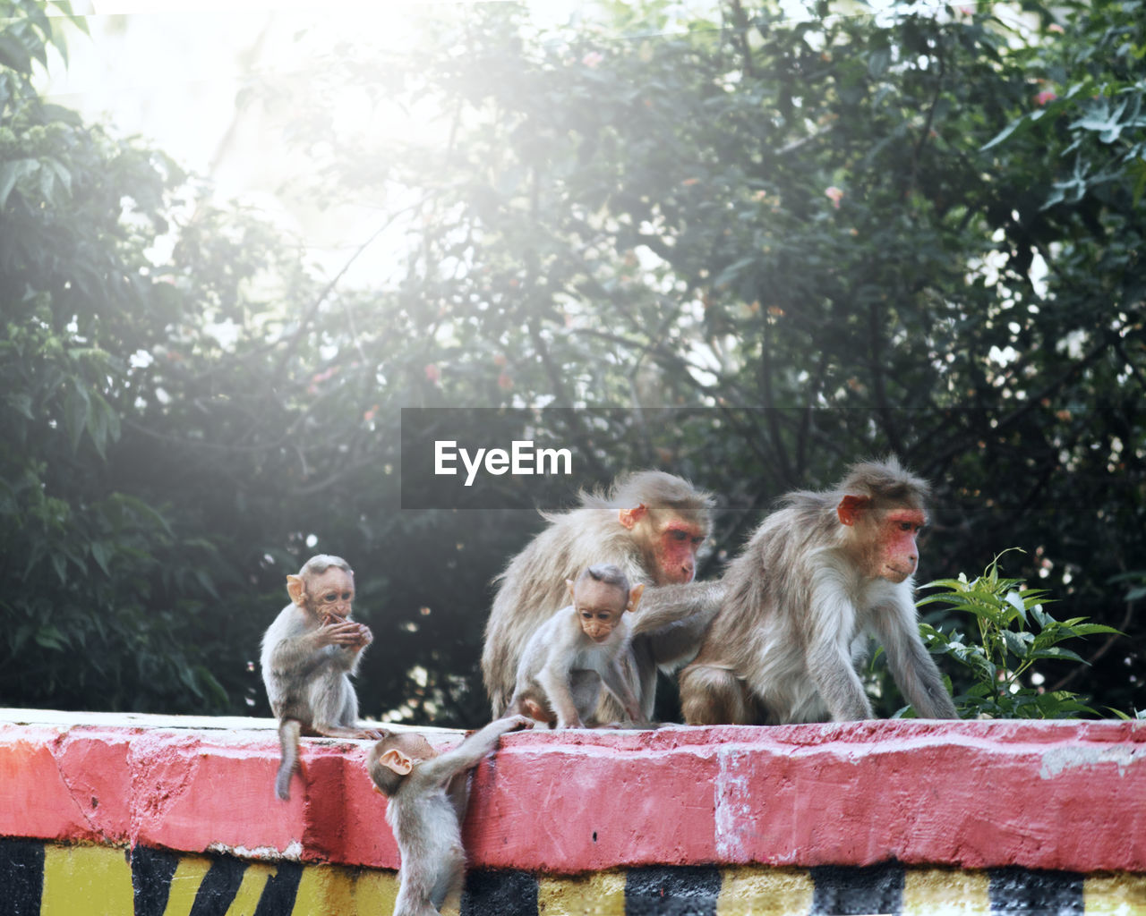 MONKEY SITTING ON THE WALL