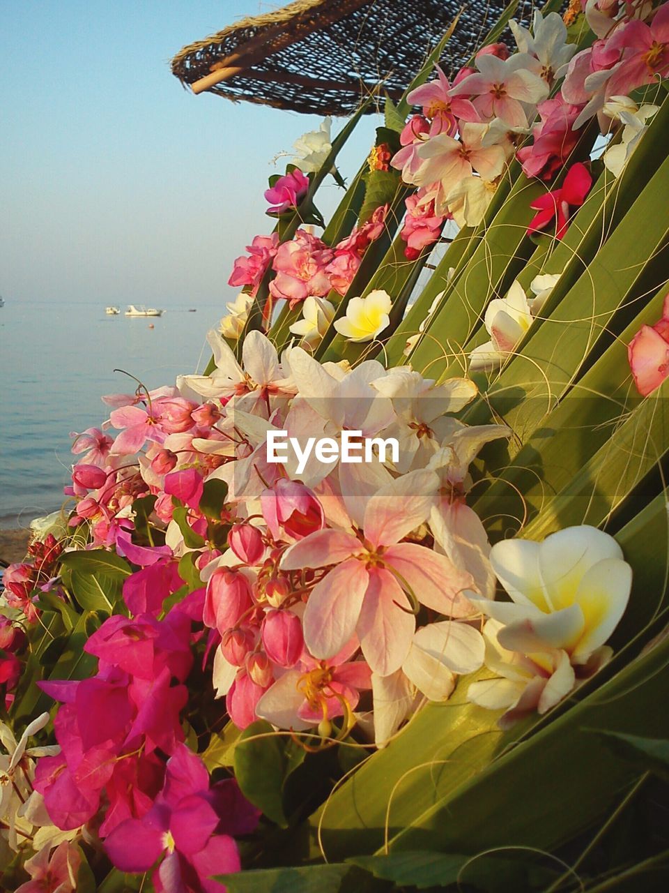 CLOSE-UP OF PINK BOUGAINVILLEA FLOWERS BLOOMING BY SEA