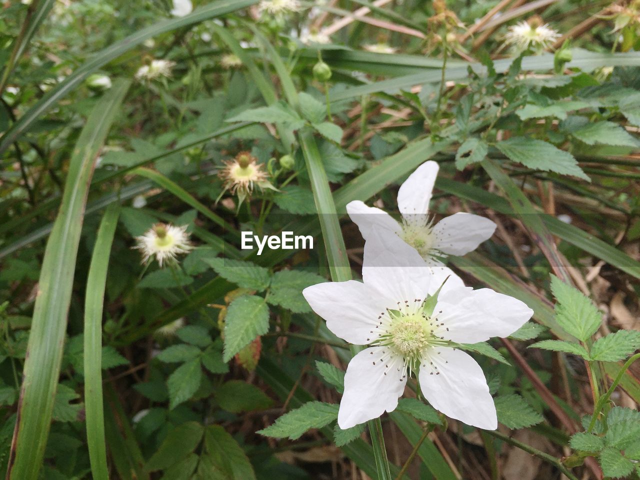 Close-up of white flowers